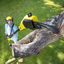 Professional Tree Care in Carbondale, CO